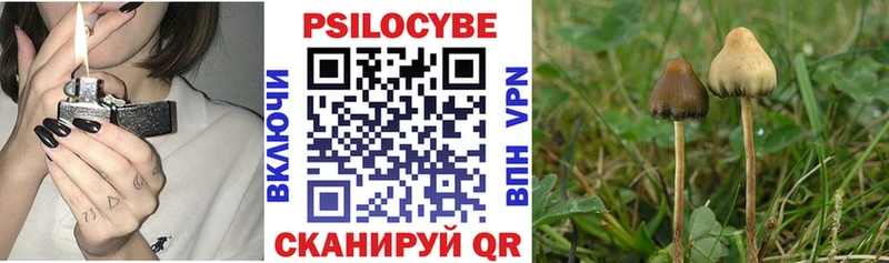цена   Горбатов  Псилоцибиновые грибы Magic Shrooms 